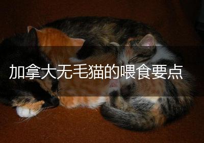 加拿大无毛猫的喂食要点
