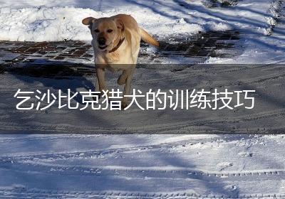 乞沙比克猎犬的训练技巧