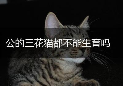 公的三花猫都不能生育吗
