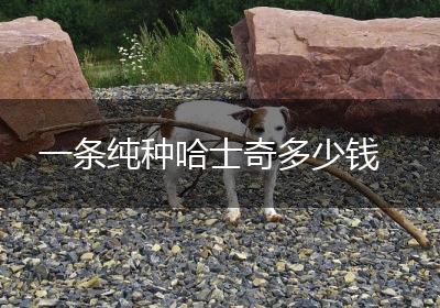 一条纯种哈士奇多少钱