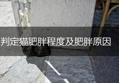 判定猫肥胖程度及肥胖原因