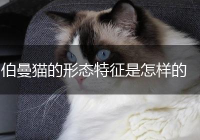 伯曼猫的形态特征是怎样的