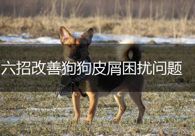 六招改善狗狗皮屑困扰问题