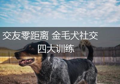 交友零距离 金毛犬社交四大训练