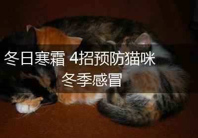 冬日寒霜 4招预防猫咪冬季感冒