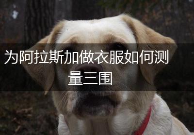 为阿拉斯加做衣服如何测量三围