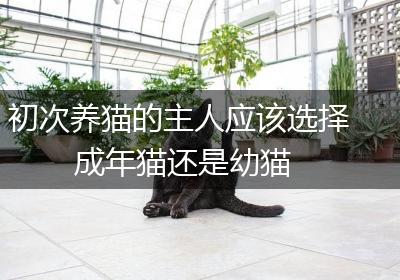 初次养猫的主人应该选择成年猫还是幼猫