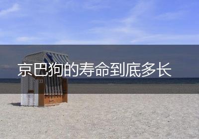 京巴狗的寿命到底多长