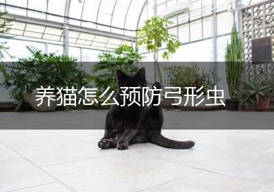 养猫怎么预防弓形虫