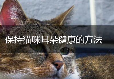 保持猫咪耳朵健康的方法