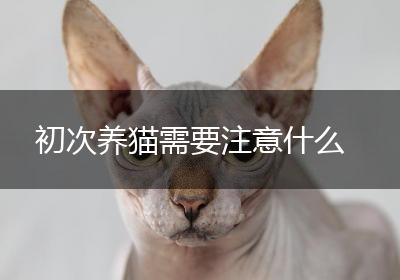 初次养猫需要注意什么