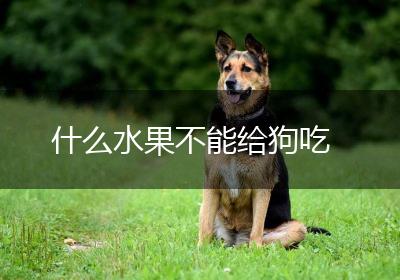 什么水果不能给狗吃