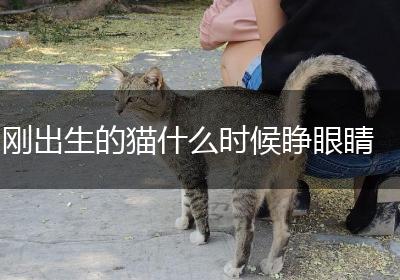 刚出生的猫什么时候睁眼睛