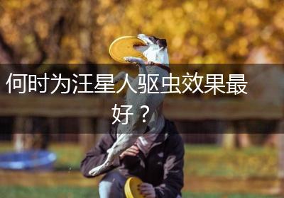 何时为汪星人驱虫效果最好？