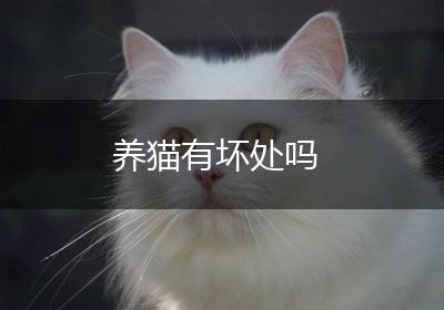 养猫有坏处吗