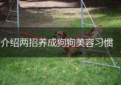 介绍两招养成狗狗美容习惯