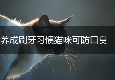 养成刷牙习惯猫咪可防口臭