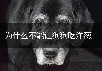 为什么不能让狗狗吃洋葱