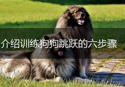 介绍训练狗狗跳跃的六步骤