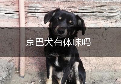 京巴犬有体味吗