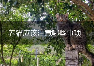 养猫应该注意哪些事项