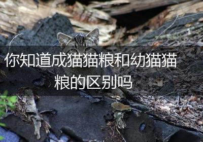 你知道成猫猫粮和幼猫猫粮的区别吗