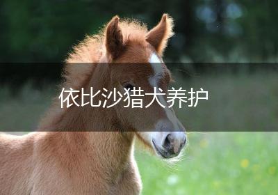 依比沙猎犬养护