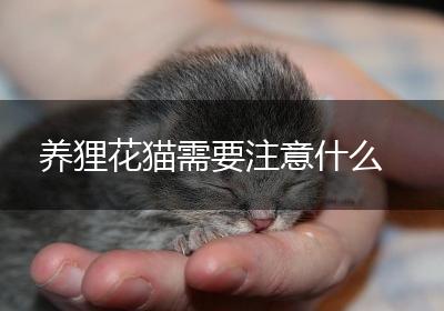 养狸花猫需要注意什么