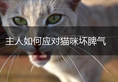 主人如何应对猫咪坏脾气