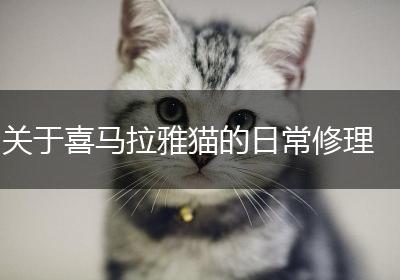 关于喜马拉雅猫的日常修理