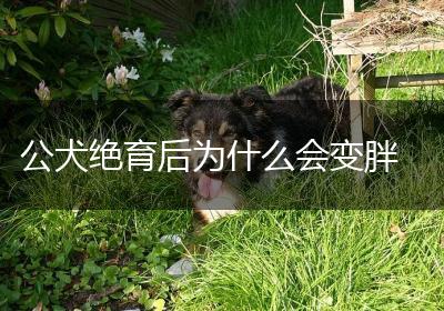 公犬绝育后为什么会变胖