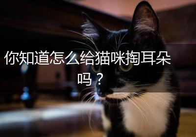 你知道怎么给猫咪掏耳朵吗？