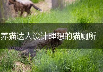 养猫达人设计理想的猫厕所