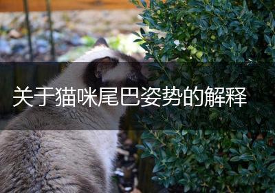 关于猫咪尾巴姿势的解释