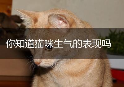 你知道猫咪生气的表现吗