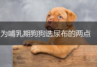 为哺乳期狗狗选尿布的两点
