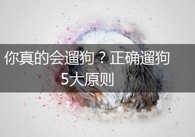 你真的会遛狗？正确遛狗5大原则