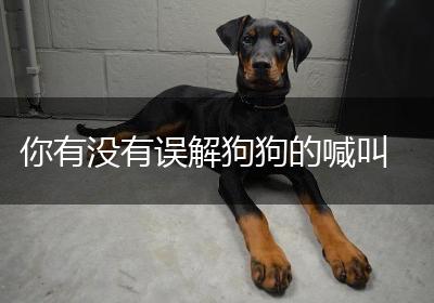 你有没有误解狗狗的喊叫