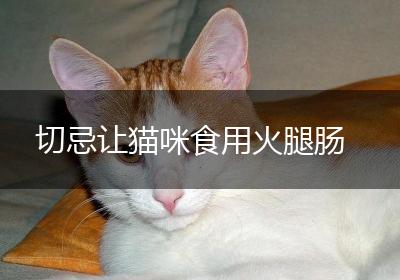 切忌让猫咪食用火腿肠