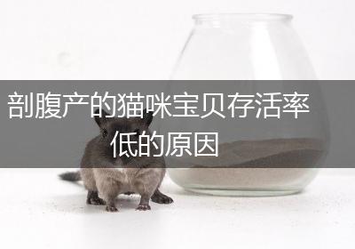 剖腹产的猫咪宝贝存活率低的原因