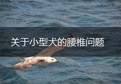 关于小型犬的腰椎问题