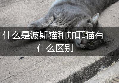 什么是波斯猫和加菲猫有什么区别