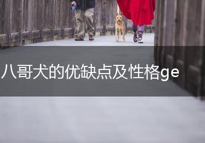 八哥犬的优缺点及性格ge