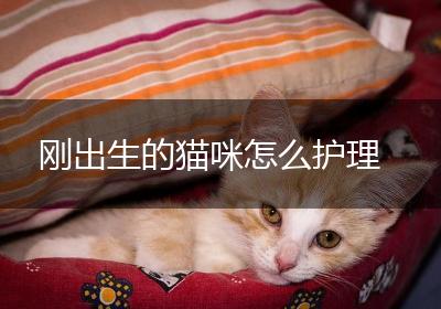 刚出生的猫咪怎么护理