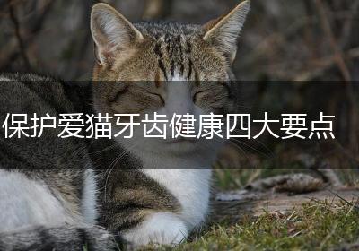 保护爱猫牙齿健康四大要点