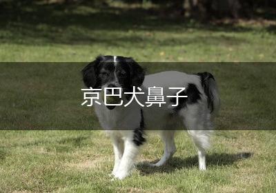 京巴犬鼻子