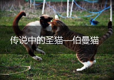 传说中的圣猫—伯曼猫