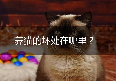 养猫的坏处在哪里？