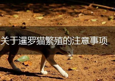 关于暹罗猫繁殖的注意事项