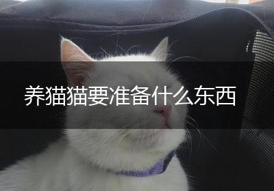 养猫猫要准备什么东西